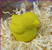 Baby Bird