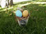 Chicken Egg