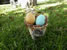 Chicken Egg