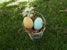Chicken Egg
