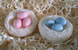 Bird Nest with Eggs