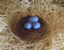 Bird Nest with Eggs